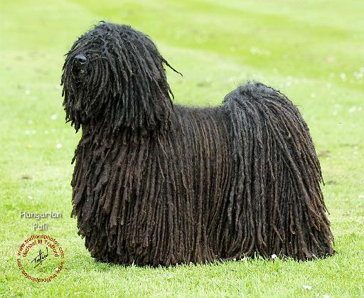 Hungarian Puli 9R058D-008.JPG